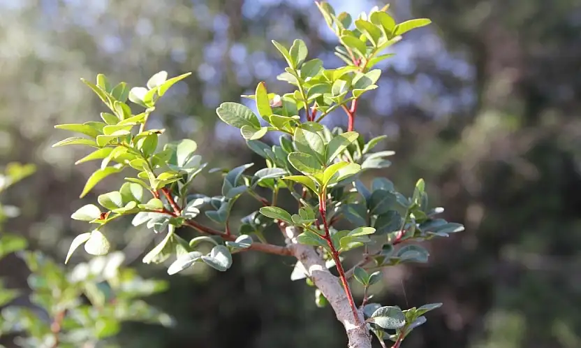 Sakız üretimine tam destek