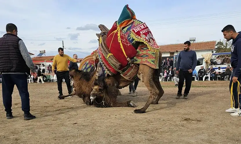 Deve güreşleri iptal edildi