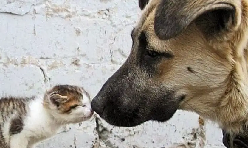 Sokak hayvanları genelgesi iptal edildi