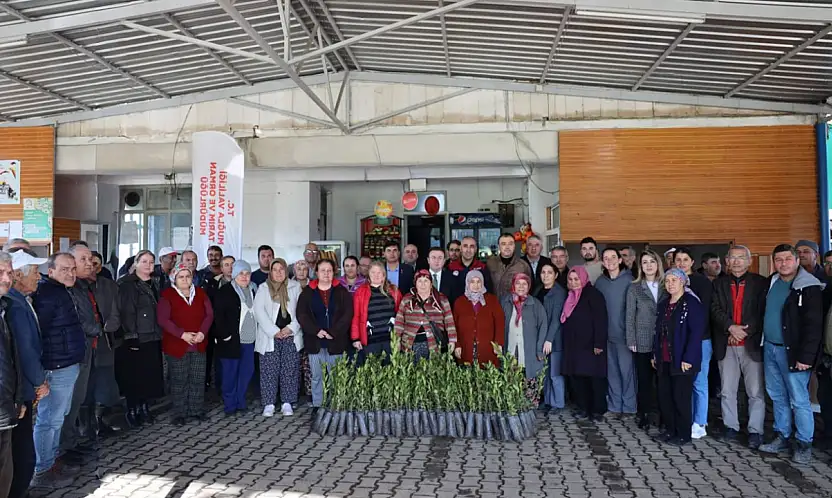 Üreticilere 38 bin defne fidanı dağıtıldı