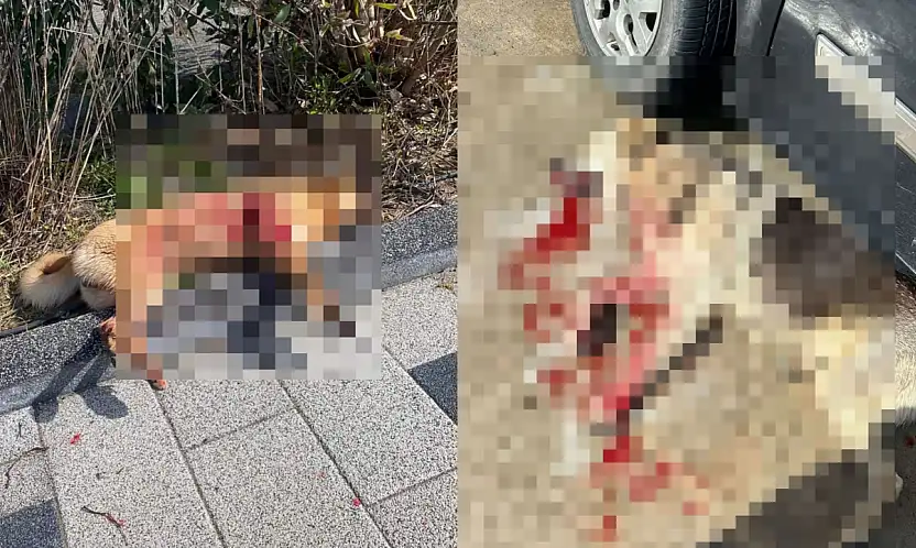 Vahşet dur durak bilmiyor