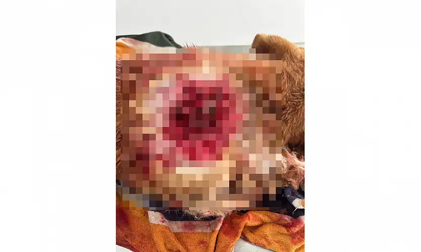 Yalıkavak'ta canilik köpek av tüfeğiyle vuruldu