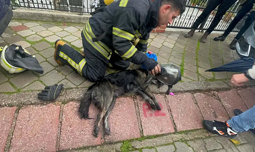 Yangında 2 köpekten biri öldü, diğeri kalp masajıyla yaşama döndürüldü