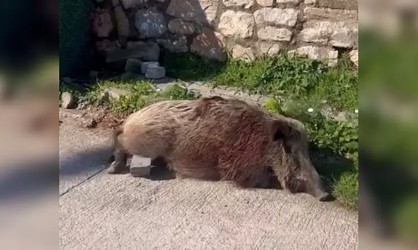 Yaralı yaban domuzu yaşamını yitirdi