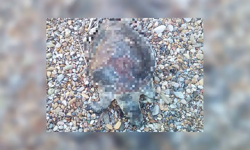 Yavru caretta caretta kıyıya vurdu