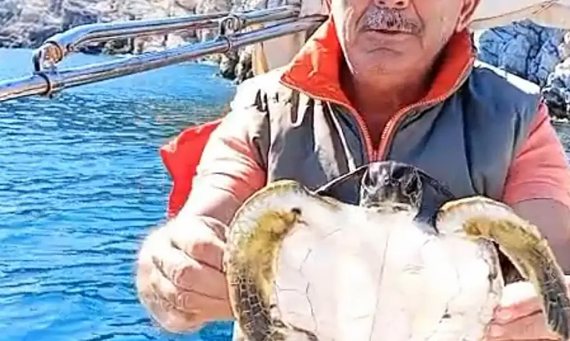 Yavru deniz kaplumbağası kurtarıldı
