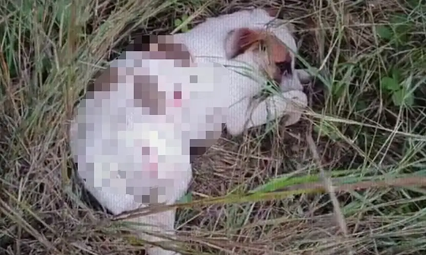 Yavru köpekler tüfekle vuruldu